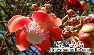 菩提花的寓意 菩提花的寓意和象征