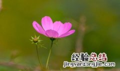 拉萨市花是什么 拉萨市花