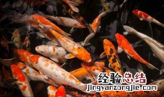 锦鲤怎么养 锦鲤的养殖方法