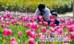 新余市花是什么 新余的市花是哪种