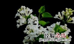 丁香花什么季节开花的 丁香花什么季节开花