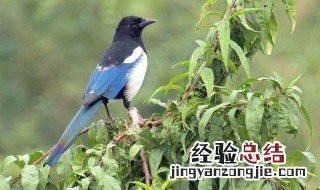 下午见喜鹊有什么兆头