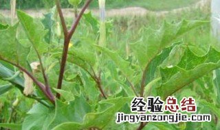 天麻的栽培与种植技术视频 天麻种植技术方法