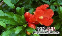 石榴花是什么颜色花蕊是什么颜色 石榴花是什么颜色