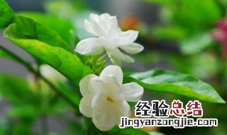 冬季茉莉花怎么养护 茉莉花怎么养护