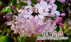 欧洲丁香花的养殖方法和注意事项 丁香花的养殖方法和注意事项