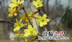 野生迎春花栽种技巧 迎春花怎么种