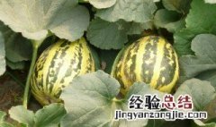 花玉甜瓜种子种植方法 花玉甜瓜种子种植方法图片