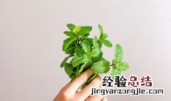 薄荷怎么保存 薄荷怎样保存时间长