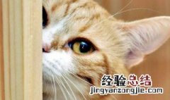 养猫的风水讲究什么 养猫的风水讲究