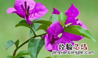 宝巾花养护方法 花手巾怎么养