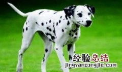 禁养犬已经养了怎么办 狗不想要了哪里回收