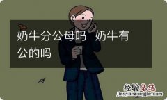 奶牛分公母吗奶牛有公的吗