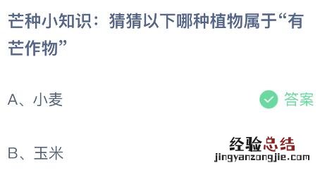 蚂蚁庄园今日答案最新6.6:以下哪种植物属于有芒作物?小麦还是玉米