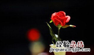 pe玫瑰花是什么意思 pe材质玫瑰花