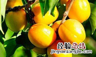 杏仁树栽植方法 需要怎么嫁接呢