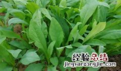 种植曲麻菜方法 曲麻菜种植方法