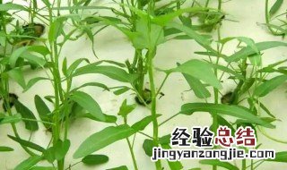 空心菜水培种植技巧 空心菜的水培种植方法