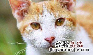 猫藓怎么治 猫藓如何治