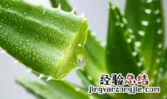 芦荟怎么护肤 有哪些护肤方法