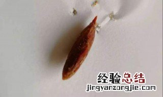 吞了枣核怎么办 一定不能惊慌