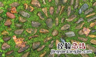 马路上去除青苔的办法 马路上去除青苔的办法有哪些