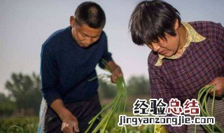 收蒜苔最佳方法 收蒜苔的最佳方法介绍