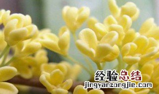 桂花用糖腌制方法 桂花的介绍