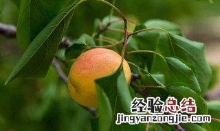 杏梅树的种植方法 杏梅树的栽培与管理