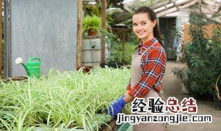 如何为太阳花搭架 怎么给太阳花搭架子