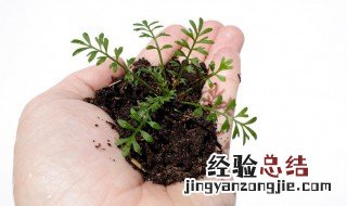 勿忘我种子种植方法 勿忘我种子种植方法和注意事项