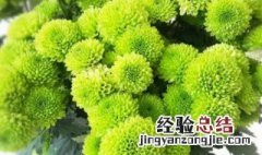 绿菊怎么做干花 绿菊干花的做法