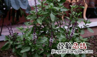 九层塔可以晒干怎么用 晒成干的九层塔怎么吃