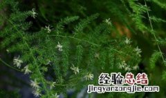 文竹开花有什么预兆吗 文竹开花是好兆头吗