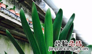 什么植物吸收甲醛最好 可以除甲醛的植物有哪些呢