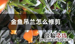 金鱼花怎么修剪方法 金鱼花怎么修剪方法图片