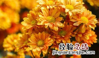 小雏菊怎么种植 小雏菊怎么种植可以扦插吗?