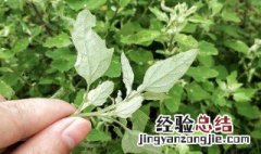 可以吃的野菜 可以吃的野菜有哪些