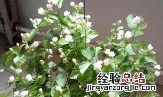 茉莉花开花期如何养护 茉莉花花期要怎么养开花量多