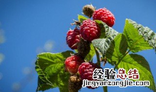 树莓怎么种植管理 树莓怎么种植