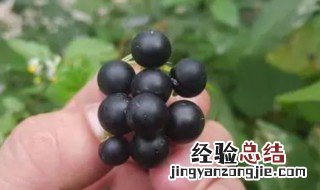 龙葵种子怎么种 龙葵种子怎么种植视频