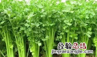 芹菜种植方法 可以怎么浇水呢