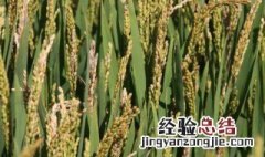 稻子种植时间和方法 水稻什么时候播种