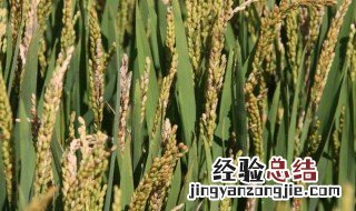 稻子种植时间和方法 水稻什么时候播种