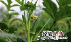 秋葵怎么种植方法 怎么种秋葵