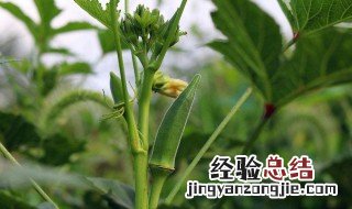 秋葵怎么种植方法 怎么种秋葵