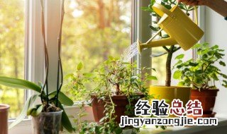 巴西美人植物怎么养 巴西叶美人盆栽的养殖方法