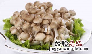 海鲜菇煮多久才能吃 海鲜菇的简介