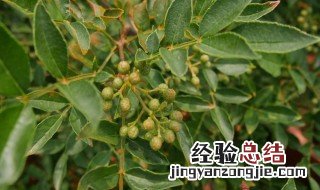 花椒木养殖方法 花椒木怎么养殖