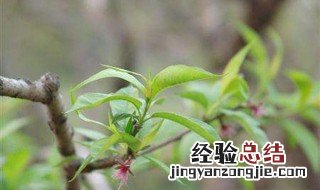 桃树苗种植时间 桃树育苗时间和方法